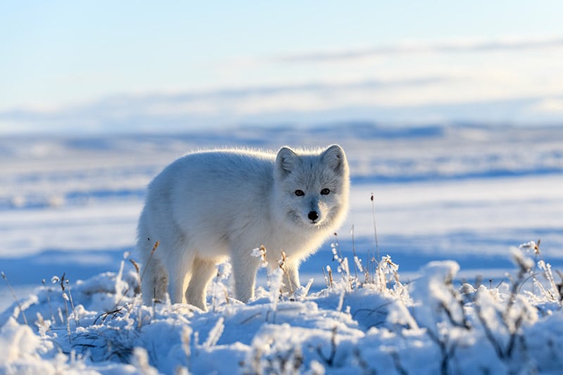White fox