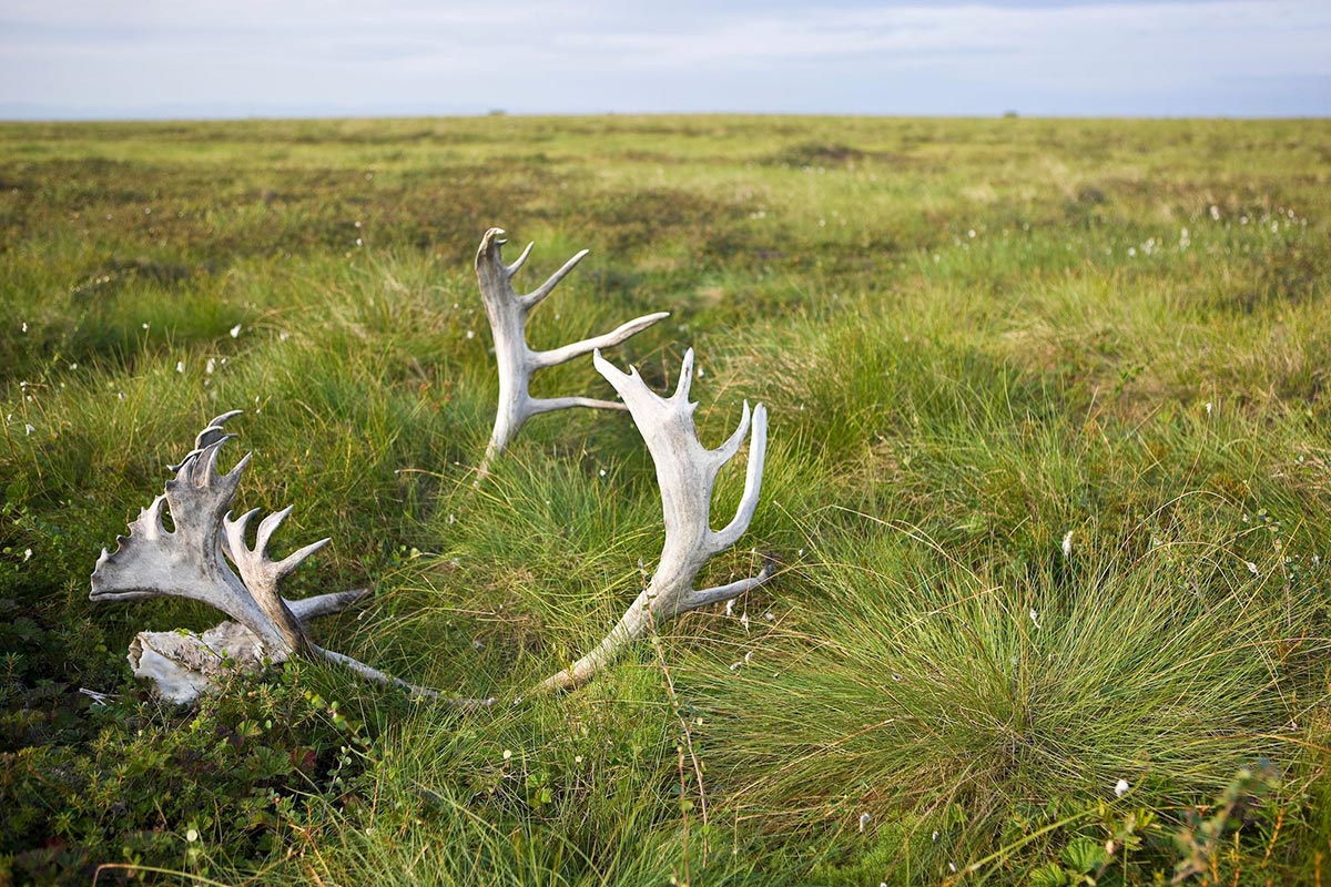 Caribou antlers on the ground